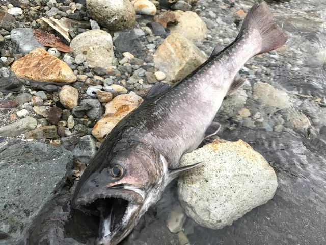 �X�^�b�t����̃A�h�o�C�X�E�T�|�[�g�̂������Œނꂽ�C���i_RiverJoy