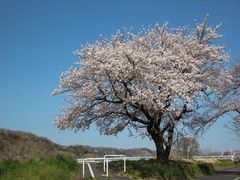 羽村の堰の桜の口コミ一覧 じゃらんnet