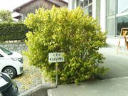 ��������񂳂�̓V��G��̓��e�ʐ^2