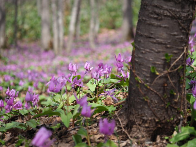 ���قǏ��ɎB��Ă܂��񂪂���Ȋ����ō炢�Ă܂��B_�j�R���R����