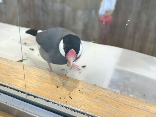 �ԋ߂ŉa��H�ׂĂ���Ƃ��������܂���(^ ^)_���Ƃ�J�t�F�S�֋�