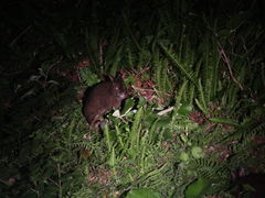 ӂ݂̃~bhiCgcA[ւ̓eʐ^1