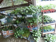 ڂ񂳂̎lG؊ق̓eʐ^13