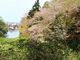 ゆずさんの高岡古城公園の桜の投稿写真1