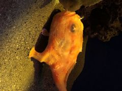 ݂̏Í`[Cف`V[JXE~[WA`ւ̓eʐ^1