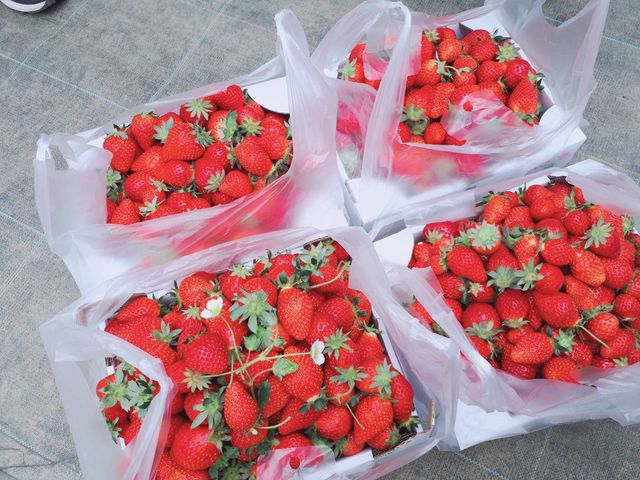 �����Ղ�E�߂܂����_MASHIKO�@STRAWBERRY�@FARM