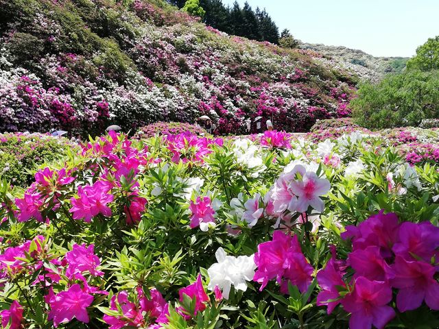 三室戸寺庭園 アクセス 営業時間 料金情報 じゃらんnet