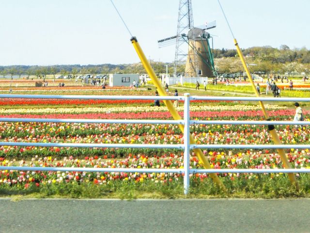 �w�I�����_���ԃ��[�t�f�x�B_�I�����_���ԃ��[�t�f