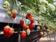 ݂񂳂̏㑺_ւ̓eʐ^1