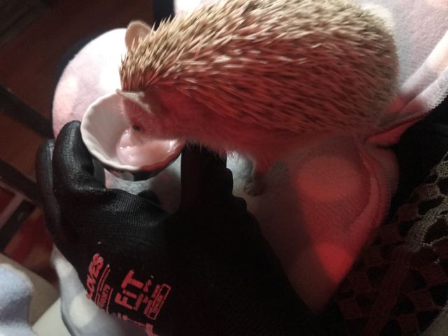 �ƂĂ���l�����ĉ����ł�_�ߑO2���̃n���l�Y�~����