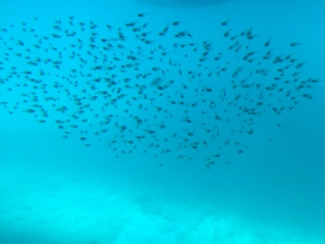 ANA�C���^�[�R���`�l���^�������r�[�`���]�[�g