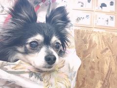 小型犬沢山 月と太陽の口コミ じゃらんnet