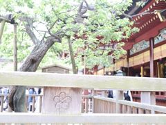 川島さんの太宰府天満宮の梅への投稿写真1