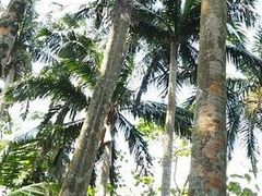 �e�c��������̕Č��̃��G���}���V�Q���ւ̓��e�ʐ^1