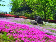 Lic̉Ԃ̋JԂ傤ԉ̓eʐ^1