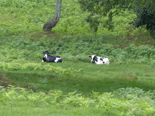 �̂ǂ�_�������q��