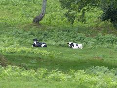 笹ヶ峰牧場の写真一覧 じゃらんnet