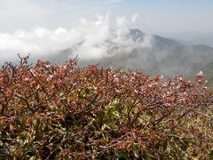 fortunata̎O{xւ̓eʐ^1