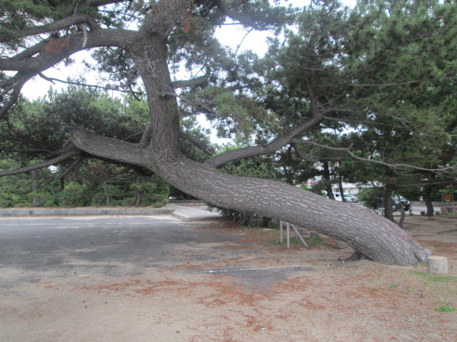 pȂ̖؂AĂ܂B@ʐςLI_c쏼