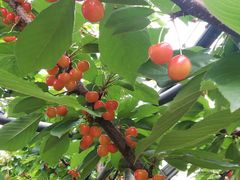 Ƃނт̓Vډւ̓eʐ^1