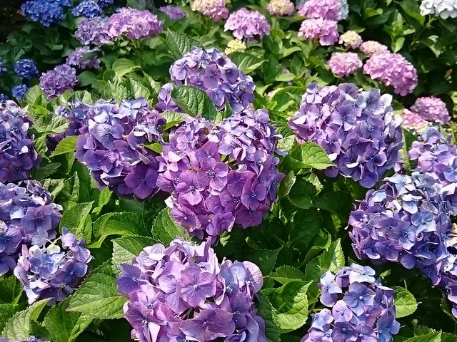 񂿂񂳂̎zԃ[h̓eʐ^1