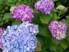 񂿂񂳂̒Øa쒬AWTC[hւ̓eʐ^1