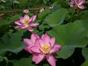 񂿂񂳂̌ÑnX̓eʐ^1