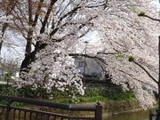 ��������^������񂳂�̂����܌����̓��e�ʐ^1