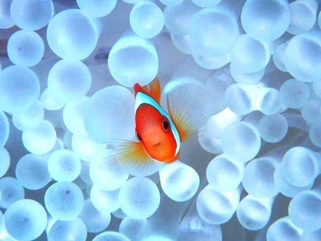 JNN}m~_Ί_cA[KChI[u[