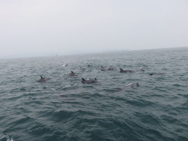 �C���J_�C���J�}�������[���h