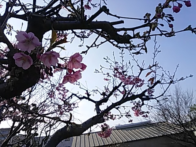 ݂̏cg@R㊗gX̓eʐ^1