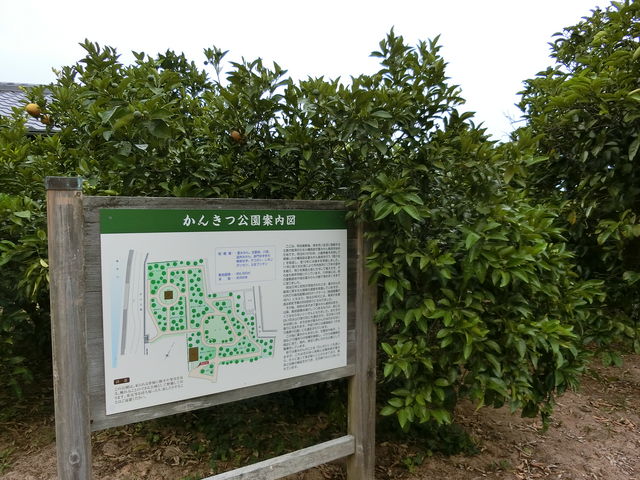 �Ђ�Ȃ肳��̂��񂫂����^�Ă݂���̉Ԃ̓��e�ʐ^1