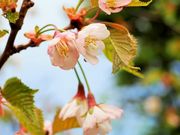 񂳂̐~J[̍RA̓eʐ^1