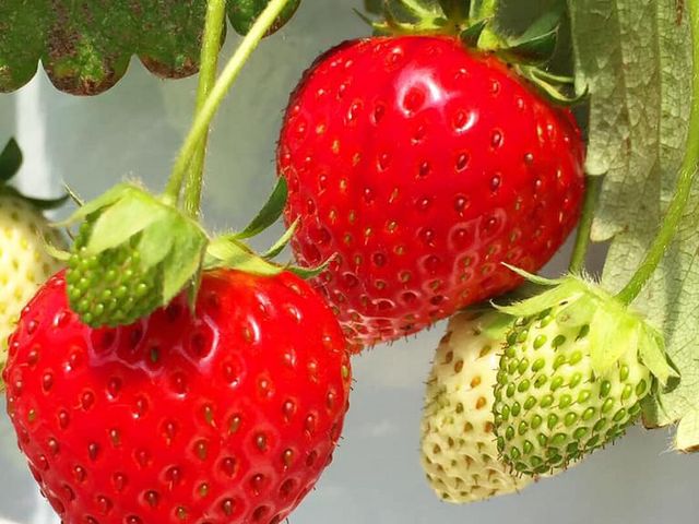 ������_�q���t�@�[��