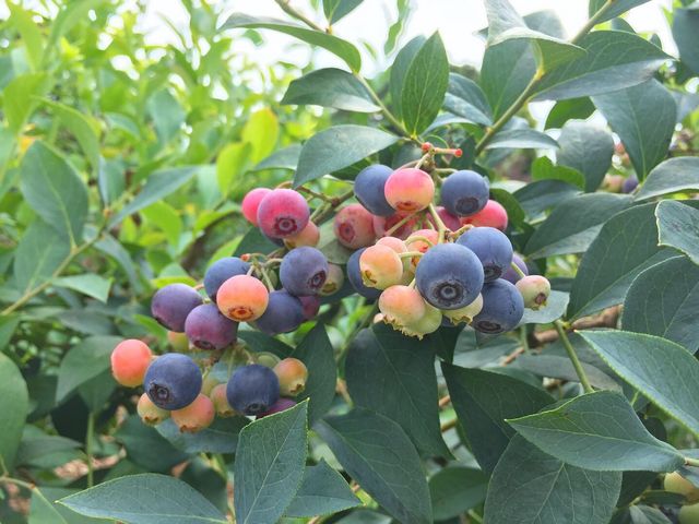 �؂ɂȂ��Ă���u���[�x���[_���ʂ���ӂ��[��