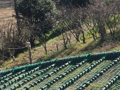 ���[�L�[����̋��򎩑R�����ւ̓��e�ʐ^1