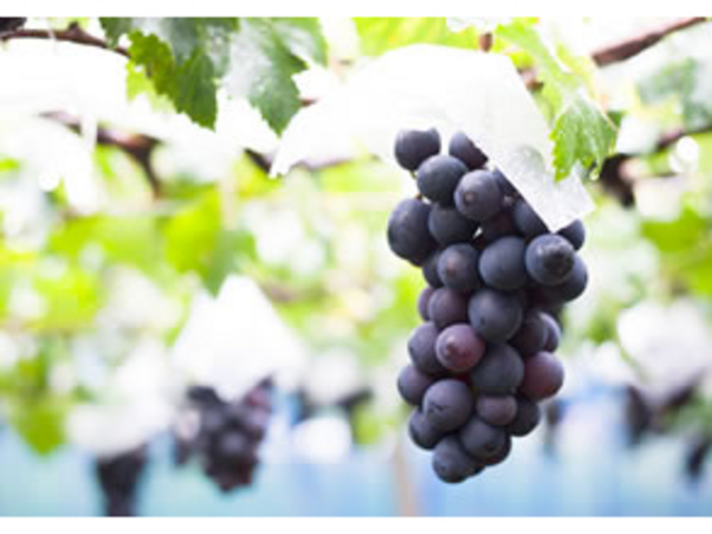 �Ă̌��i�I_�R���̎��R���j�̌��@�Z���X�E�I�u�E�����_�[�R��