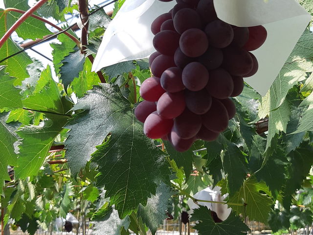 ���h�ȂԂǂ��ł��I_���R�ʎ���&�J�t�F