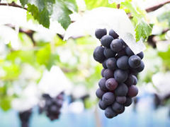 i~^r̎R̎Rǰ@ZXEIuE_[Rւ̓eʐ^1