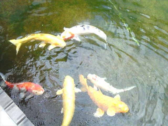 ���򐅂̒r�ŉj����_�Ȃ�̂������򂢂₵�̓�