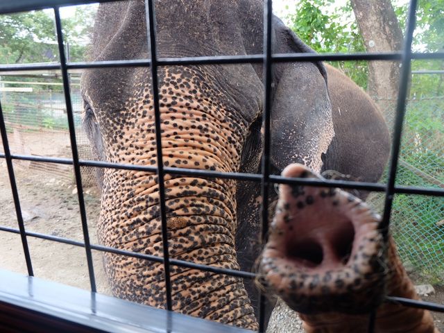 ����Ȃɋ߂��܂�_�ߐ{�T�t�@���p�[�N