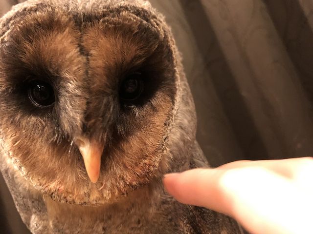 シュガーレイちゃん_フクロウカフェ&バー 格闘梟