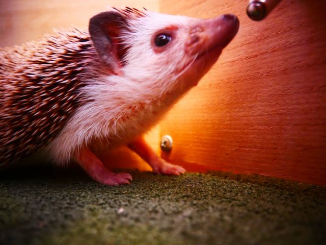 ������ƌĂ΂�邨�K�𕏂ł�Ƃ��K��˂��o���q�����C�����܂��B�����𕏂ł�ƐQ���Ⴄ�q���I_�R�c���C�g�@���É���{�X