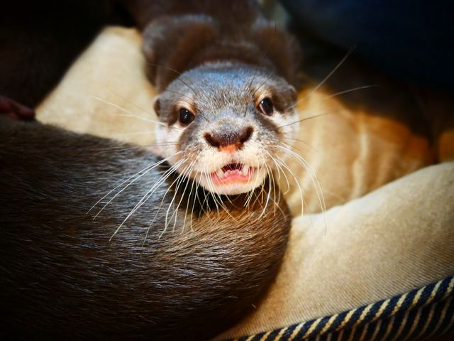 ���������̂Ȃ��Ƃ��͎ʐ^���B��͎̂���̋Z�ł��B���悷�����ł��B�ł����A�������������I_�R�c���C�g�@���É���{�X