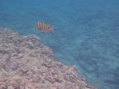 ̂k88̐̓A@Dive@ւ̓eʐ^2