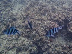 }}̐̓A@Dive@ւ̓eʐ^1