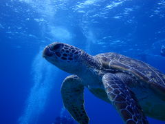 €񂳂̌cǊ(P})C攼cA[X@OPGւ̓eʐ^1