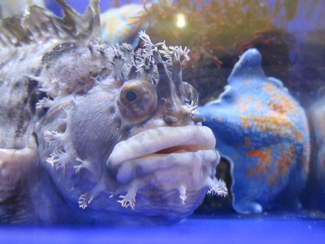 �I�z�[�c�N���X��