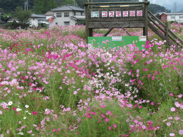 ڔ̊Րl̃RXXXER̓eʐ^2