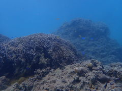 ��Ȃ���̃V���m�[�P�����{�@�I�L�i���ւ̓��e�ʐ^1